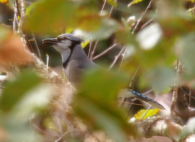 [The leaves of the tree hide the middle portion of the bird, but its head and tail are visible. This bird has a blue and black checked tail. Its beak is open slightly. This bird has white around the cheeks and throat area and that white is rimmed with black. Beyond that on the head, chest, and back are blue-gray feathers.]
